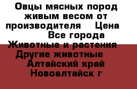 Овцы мясных пород живым весом от производителя. › Цена ­ 110 - Все города Животные и растения » Другие животные   . Алтайский край,Новоалтайск г.